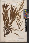 Foto von Salix babylonica L.